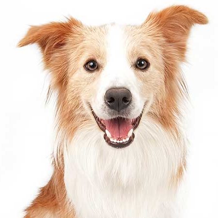 doggo